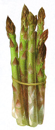 Fresh Asparagus Recipes Image